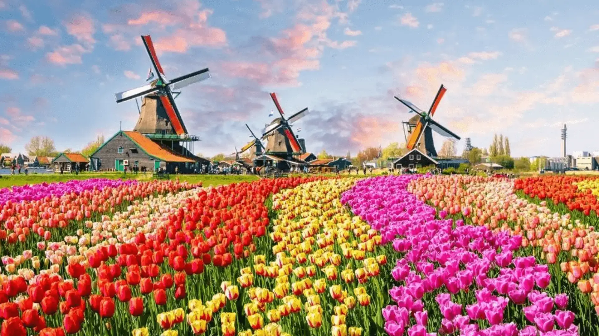 Bolha das tulipas: A primeira bolha do mundo